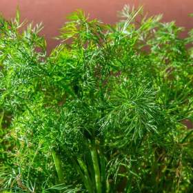 Fotka k inzerátu Kopr vonný Ambrozja -  semena / 19653365