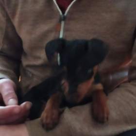 Foto inzerátu Trpasličí pinč bez PP 