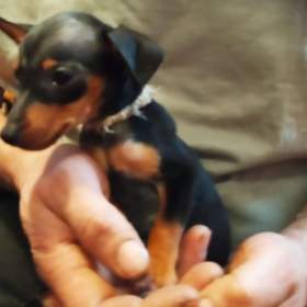 Foto inzerátu Trpasličí pinč bez PP 