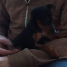 Trpasličí pinč bez PP / 19655775