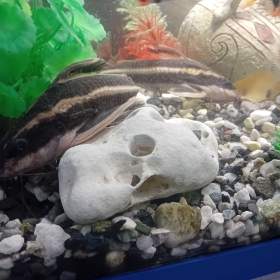 Foto inzerátu Trnovec Bělopruhy