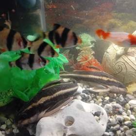 Fotka k inzerátu Trnovec Bělopruhy / 19654604