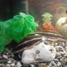 Foto inzerátu Trnovec Bělopruhy