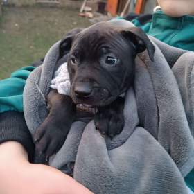 Poslední chlapeček APBT / 19655813