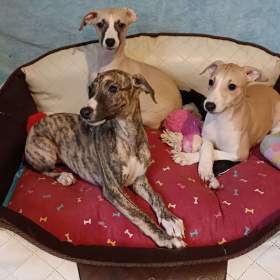 Foto inzerátu Vipet /Whippet/ - štěňátka s PP