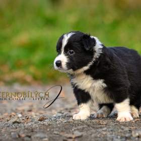 Fotka k inzerátu Border kolie -  špičková štěňata s PP / 18764543
