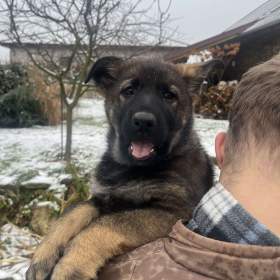 Fotka k inzerátu Německý ovčák s PP / 18764543