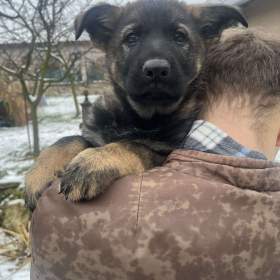 Foto inzerátu Německý ovčák s PP