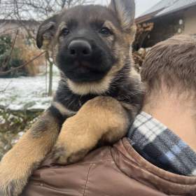 Foto inzerátu Německý ovčák s PP