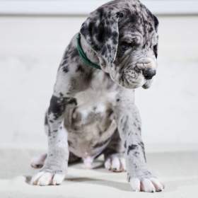 Fotka k inzerátu Německá doga -  štěňata s PP / 18159948