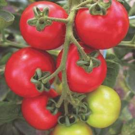 Foto inzerátu Rajče Torino F1 - semena