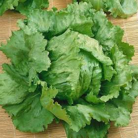 Salát hlávkový ledový Tarzan - semena / 19656991