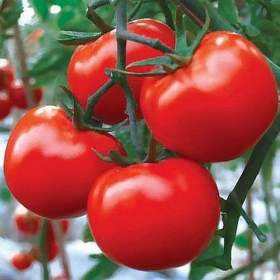 Fotka k inzerátu Rajče Toro F1 -  semena / 19650092