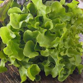 Fotka k inzerátu Salát listový Dubáček -  semena / 19650092