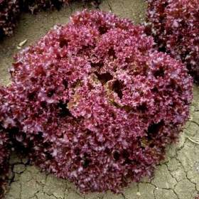 Foto inzerátu Salát listový Karminova - semena