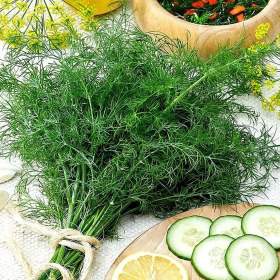 Fotka k inzerátu Kopr vonný Kozák -  semena / 19650092