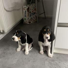 Foto inzerátu Prodáme štěňata bernského honiče