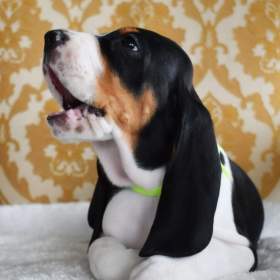 Foto inzerátu Prodáme štěňata bernského honiče