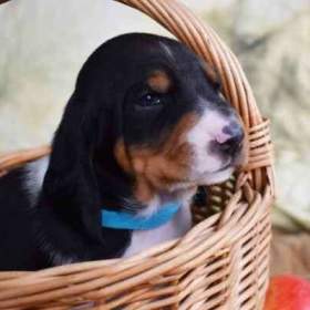 Foto inzerátu Prodáme štěňata bernského honiče