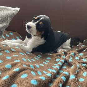 Foto inzerátu Prodáme štěňata bernského honiče