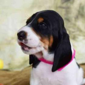 Foto inzerátu Prodáme štěňata bernského honiče