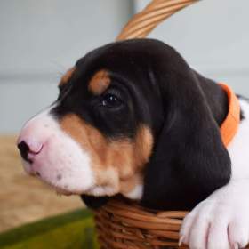 Foto inzerátu Prodáme štěňata bernského honiče