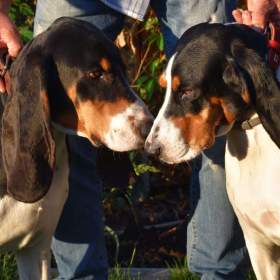 Foto inzerátu Prodáme štěňata bernského honiče