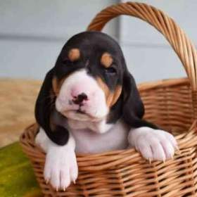 Foto inzerátu Prodáme štěňata bernského honiče