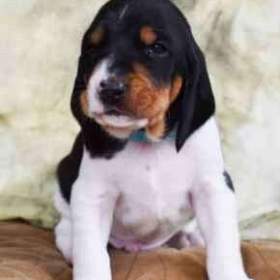 Foto inzerátu Prodáme štěňata bernského honiče