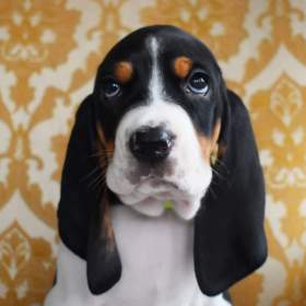 Foto inzerátu Prodáme štěňata bernského honiče