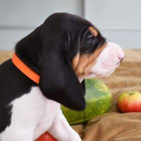 Foto inzerátu Prodáme štěňata bernského honiče