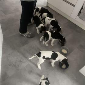 Foto inzerátu Prodáme štěňata bernského honiče