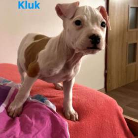 Foto inzerátu Prodej štěňat Staforda