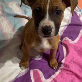 Foto inzerátu Prodej štěňat Staforda