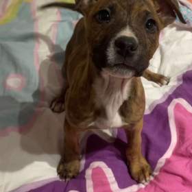 Foto inzerátu Prodej štěňat Staforda