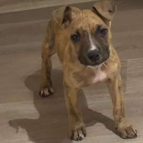 Foto inzerátu Prodej štěňat Staforda