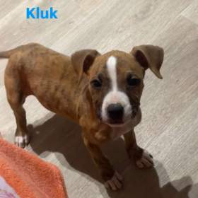 Foto inzerátu Prodej štěňat Staforda