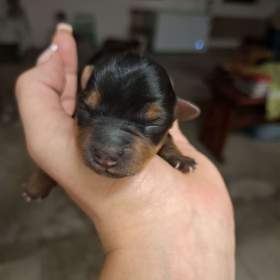 Foto inzerátu Štěně Yorkširského teriera mini BP