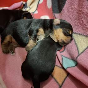 Foto inzerátu Štěně Yorkširského teriera mini BP