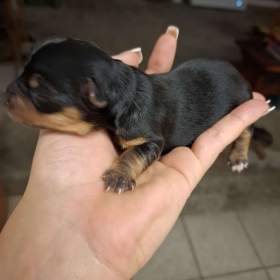 Foto inzerátu Štěně Yorkširského teriera mini BP