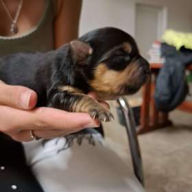 Foto inzerátu Štěně Yorkširského teriera mini BP