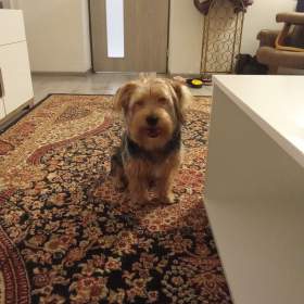 Fotka k inzerátu Pejsek / 18612563