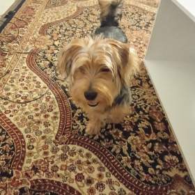 Foto inzerátu Pejsek