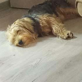 Foto inzerátu Pejsek