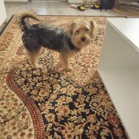 Foto inzerátu Pejsek