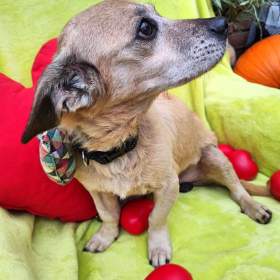 Foto inzerátu TONÍČEK - 6 kg, kastrovaný psík 12 let 