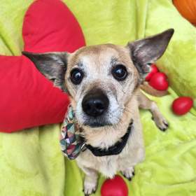 Fotka k inzerátu TONÍČEK -  6 kg, kastrovaný psík 12 let  / 18612563