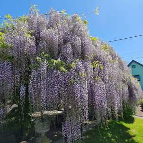 Foto inzerátu VISTÁRIE