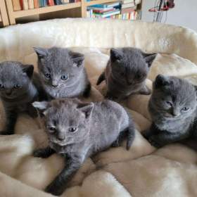 Fotka k inzerátu Britská modrá / 19474020