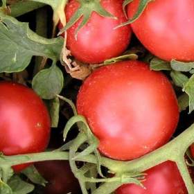 Foto inzerátu Rajče Tritonex - semena